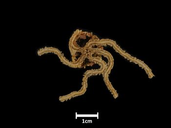 Media type: image;   Invertebrate Zoology OPH-4448 Description: Bottom of brittle star with mouth visible.;  Aspect: ventral